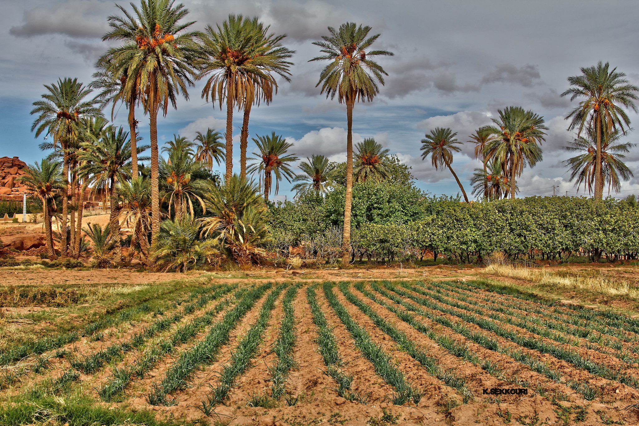Agriculture saharienne