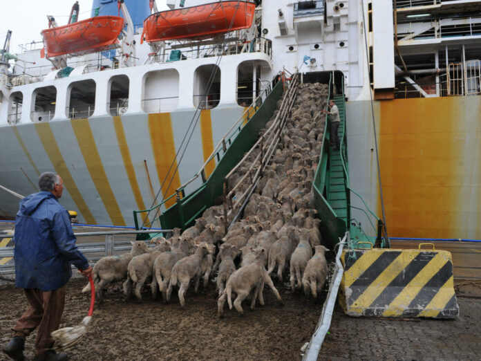 Go-fAGnWQAA3BRo Moutons importés de Roumanie