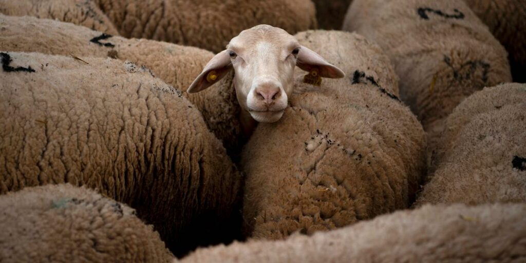 Moutons
