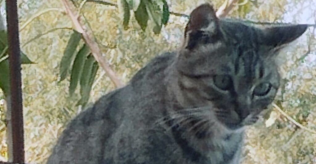 Chat