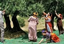 Quand les olives tombent, la Kabylie se lève Récolte des olives en Kabylie