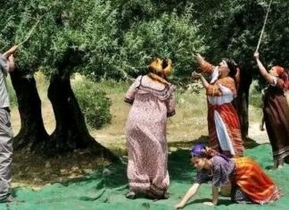 Quand les olives tombent, la Kabylie se lève Récolte des olives en Kabylie