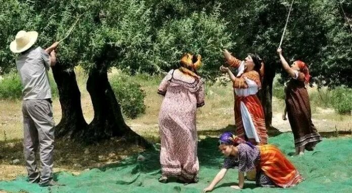 Femmes kabyles cueillette des olives Récolte des olives en Kabylie