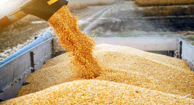 Importation massive de maïs : le gouvernement tente de stabiliser le marché des aliments pour bétail