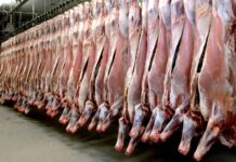 Importations de bétail : l’État parie sur l’abondance pour stabiliser le marché Viande